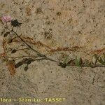 Rhodalsine geniculata Цветок