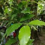 Campomanesia phaea Leaf