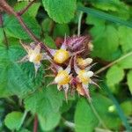 Rubus phoenicolasius Fruit