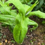 Eupatorium perfoliatumHostoa