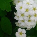 Spiraea × vanhouttei Flower