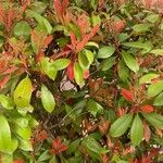 Photinia serrulataഇല