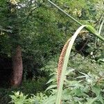 Carex pendulaBlüte