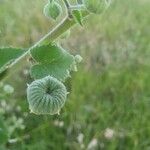 Abutilon mauritianum Φρούτο