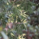 Acacia decurrens 花