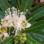 Xanthostemon verticillatus Flower