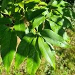 Quercus salicina Liść