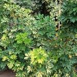 Heptapleurum arboricola Лист