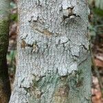 Abarema barbouriana Bark