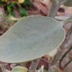 Kalanchoe orgyalis Blad