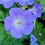 Geranium pratense花