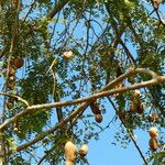 Tamarindus indica Blad