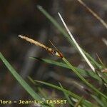 Carex rupestris ফুল