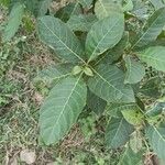 Ficus septica ഇല