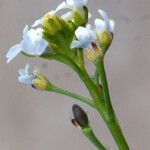 Calepina irregularis Çiçek