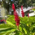 Alpinia purpurata Flower