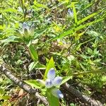 Gentiana andrewsii Flower