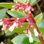 Notopleura parasitica Flower