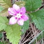 Rubus arcticus Flower