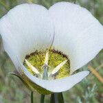 Calochortus gunnisonii Λουλούδι