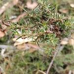Leptospermum arachnoides