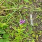 Liatris squarrosa Kukka