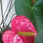 Anthurium andraeanum Flor