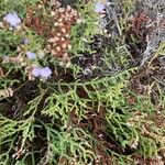 Limonium articulatum Blatt