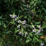 Verbena brasiliensis Цветок