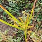 Cyperus iria Листок