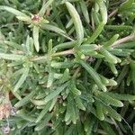 Delosperma cooperi Blad