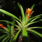 Guzmania lingulata পাতা