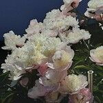 Paeonia lactiflora फूल