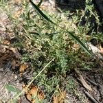 Atriplex semibaccata Blatt