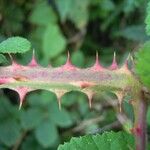 Rubus andegavensis Bark