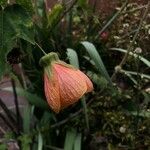 Callianthe striata Flower