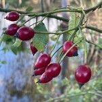 Rosa canina Fruit