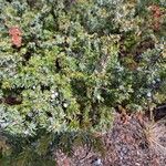 Juniperus communis Фрукт