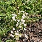 Bellis annuaFlower