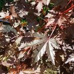 Hibiscus acetosella Blatt