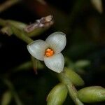 Catopsis sessiliflora Fruit