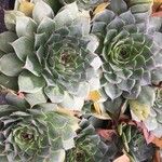 Sempervivum tectorum葉