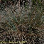 Festuca marginata Habit