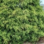 Chamaecyparis pisifera Yaprak