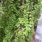 Sphyrospermum buxifolium Yeri