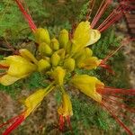 Erythrostemon gilliesii Flor
