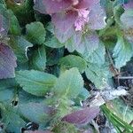 Ajuga pyramidalis Habitus