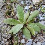 Verbascum phlomoides Leht