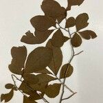 Casearia corymbosa Blad
