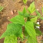 Phaseolus vulgaris Fiore
